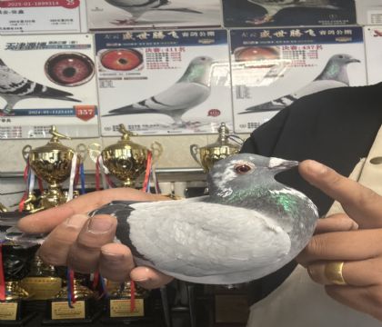 13.������˫��7��ͬ��ƽ��