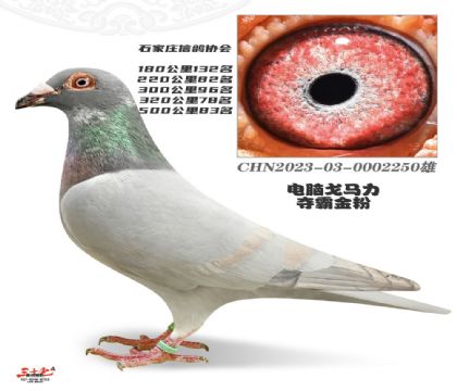 ���Ը�������۶������