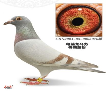 ���Ը�������۶���ߴ�