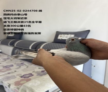 ����������ë�󽫾���