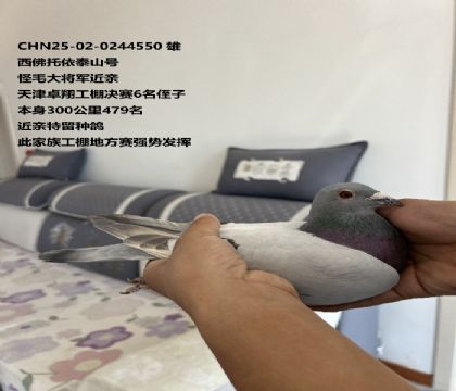 ����������ë�󽫾���