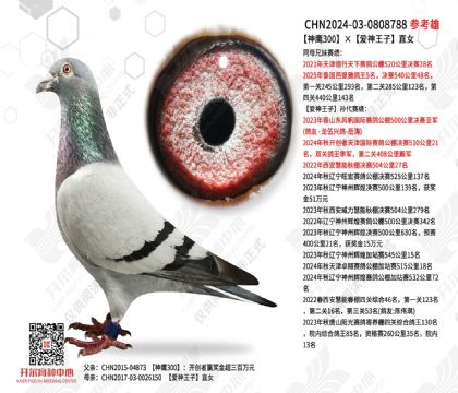 ��ӥ300����������ֱŮ