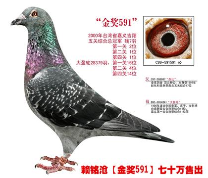 �游��70���591