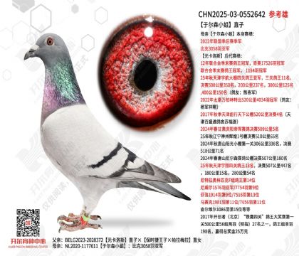 �ڶ�ɭС��ֱ��