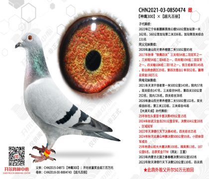 ��ӥ300����������