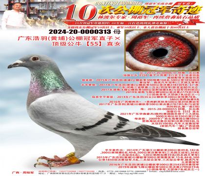 �㶫���𣨻��ң�����ھ�ֱ�ӡ�������ţ��55��ֱŮ