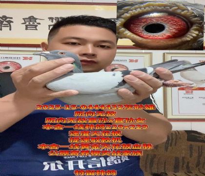 ����һ���컨��Ѫ���������޵л�Ѫ����