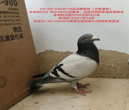 ������13527��74����������57��