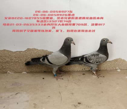 ���׵Ϸ�ϣ�ֵ�ԭ���俪���������817