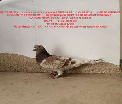 ����ǧ����9���乫�����8��������������