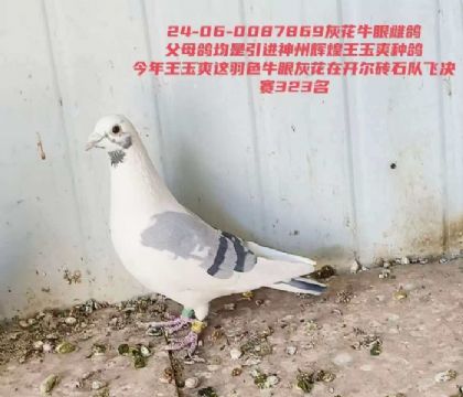 ������������ݻԻ�����ˬ�һһ�Ѫͳ