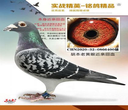 �����ϻ���   ���׻�Ѫ