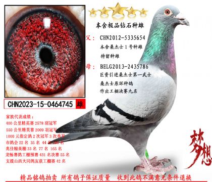 ɣ��ʿ����1��������������Ʒ��ѫ���ۣ�