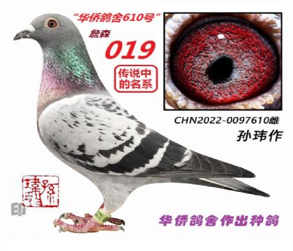 9��--ղɭ019�ָ���-0097610-��