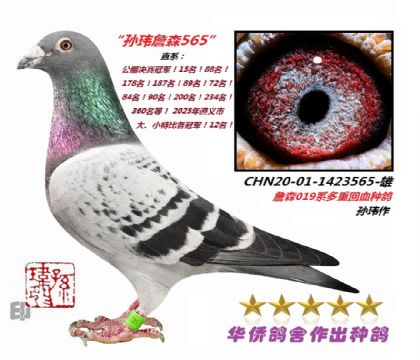 5��--ղɭ019���ػ�Ѫ�ָ�-1423565-��