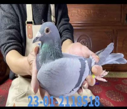 ���ض�ֱ��x�漣��ֱ��8518