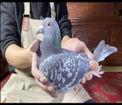 ����ȫ��x����С��240ֱ��Ů8535