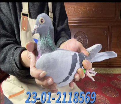 ���ض�ֱ��x���ض�ֱ��Ů8569