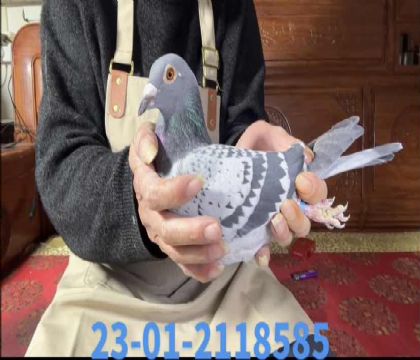 �°���ƥ�˺�ֱ��x������ȫ��8585