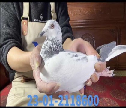 ����ֱ��x��������ֱŮ8600