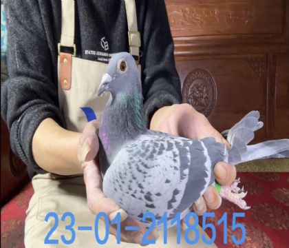 �¸��׵�ֱ��xС�������޵����˹8515