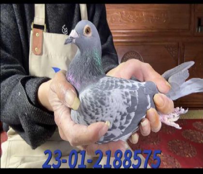 ���¼���������x������ֱ��Ů8575