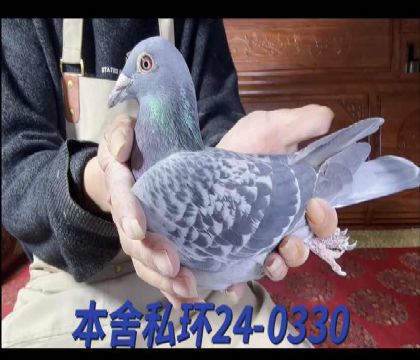 ���׺�³˹ֱ��x��ͷ�ʲ�����0330