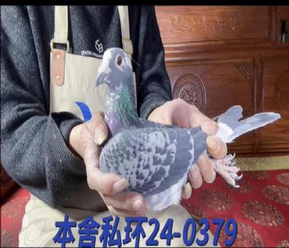 �������׵�ֱ��x�漣����ֱŮ0379