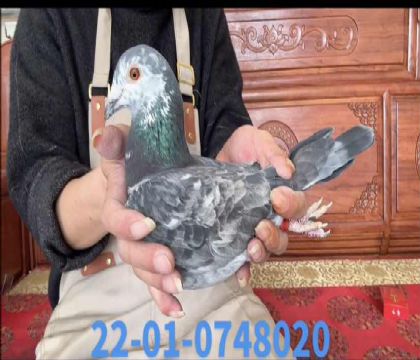 ��ѩ����ȫ������x������ֱŮ8020