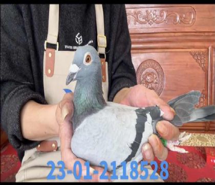 ̩��ֱ��x�������׵�ֱŮ8528