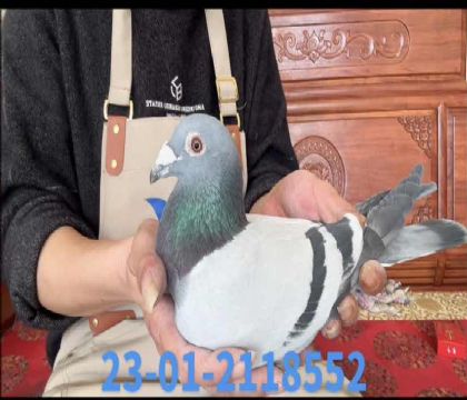 �һ�������x��Ѻ�ֱŮ8552