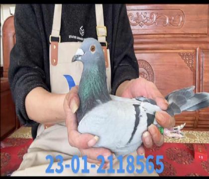 ��ɪֱ��x�Ҽ���������Ů8565