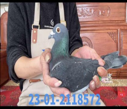 ������ֱ��xС����ֱ��Ů8572