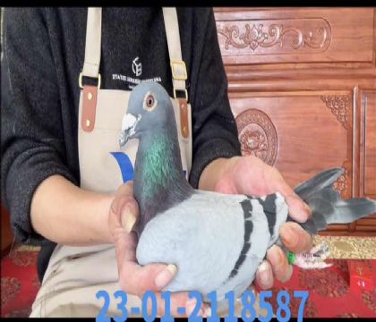 ֩����ֱ��x��ŵֱŮ8587