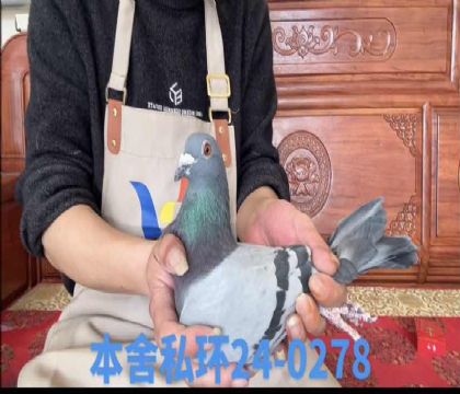 ���۴�����x�漣��ֱŮ0278