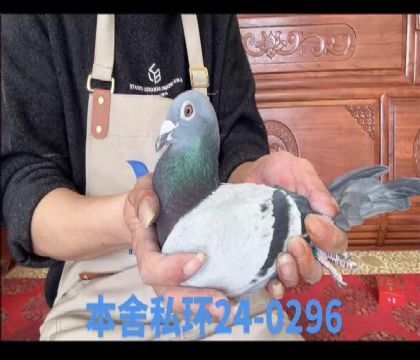 �Ͽ������ֱ��x����ƥ�����˹ֱ��Ů0296