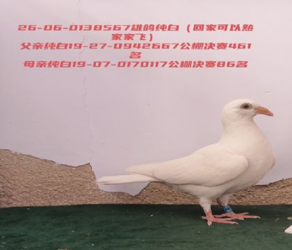 ���׹������461�������86���������