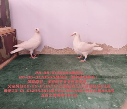 ��Ů��Ѫ���׹������503��383������