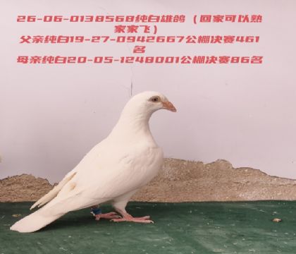 ���׹������461�������86���������