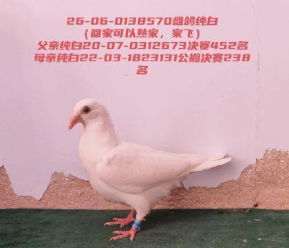 ���״ƹ������452����238���������