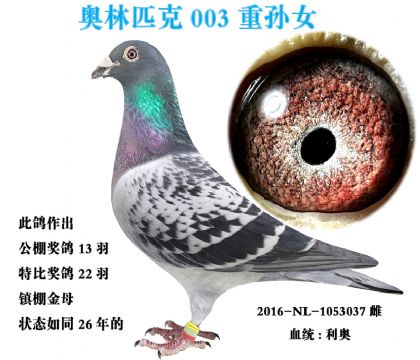 ����ԭ����ĸ