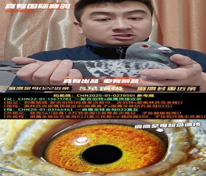 ����ӥȫ�ý�ĸ022���ס�������ӥ�Ŵ�