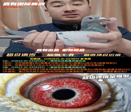 ����ӥ�������ס���ӥ�����Ŵ�