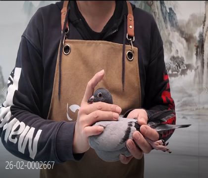 �������롰��ʱ��911���ߴ�����