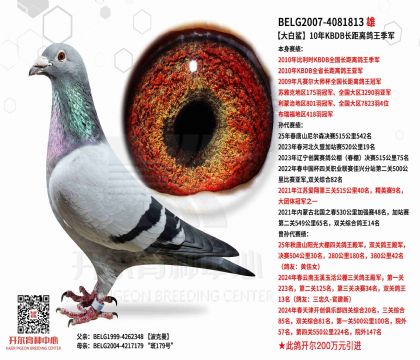 2����4081813����