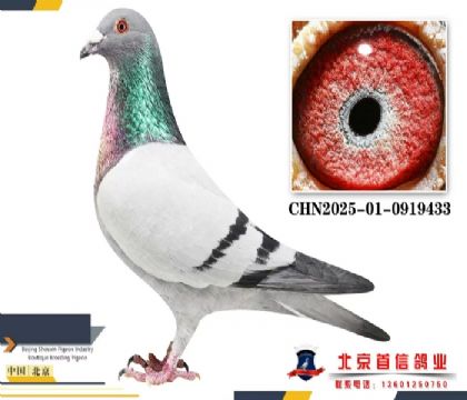 ����003-0919433