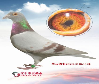 ���ǲ���ԭ�� �Ӵ� ������  ��Ů��Ѫ�߶��ָ�