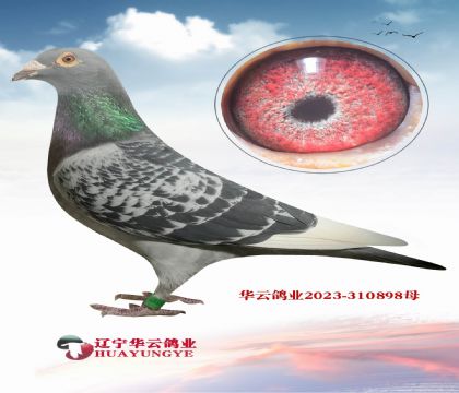 ֮ǰ�Ӳ����۵�ѪϵӢ��˹ ͬ�ѻ�Ѫ