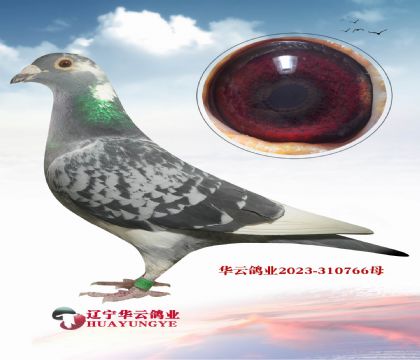 ȫ�����Ѷ����ϵ���Ѫ��������Ѫϵ���ɸꡱ