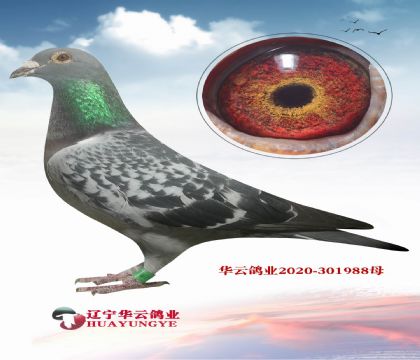 �������� ������˹үү����Ů ��Ѫ �ָ�